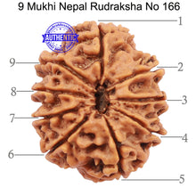 Load image into Gallery viewer, 9 Mukhi Nepalese Rudraksha - Bead No. 166