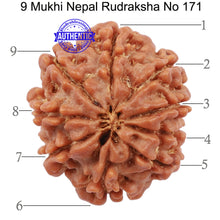 Load image into Gallery viewer, 9 Mukhi Nepalese Rudraksha - Bead No. 171