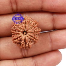 Load image into Gallery viewer, 9 Mukhi Nepalese Rudraksha - Bead No. 171