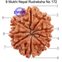 Load image into Gallery viewer, 9 Mukhi Nepalese Rudraksha - Bead No. 172