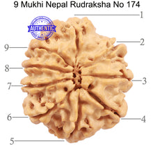 Load image into Gallery viewer, 9 Mukhi Nepalese Rudraksha - Bead No. 174