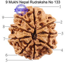 Load image into Gallery viewer, 9 Mukhi Nepalese Rudraksha - Bead No. 133
