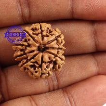 Load image into Gallery viewer, 9 Mukhi Nepalese Rudraksha - Bead No. 133