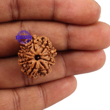 Load image into Gallery viewer, 9 Mukhi Nepalese Rudraksha - Bead No 142