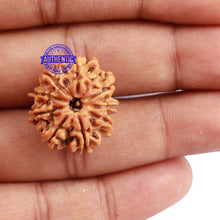 Load image into Gallery viewer, 9 Mukhi Nepalese Rudraksha - Bead No. 191