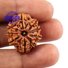 Load image into Gallery viewer, 9 Mukhi Nepalese Rudraksha - Bead No. 96