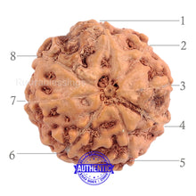 Load image into Gallery viewer, 8 Mukhi Rudraksha from Indonesia - Bead No. 156 (Gold Plated bracket)