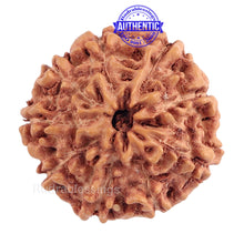 Load image into Gallery viewer, 9 Mukhi Rudraksha from Indonesia - Bead No. 183 (Gold Plated Bracket)