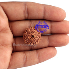 Load image into Gallery viewer, 9 Mukhi Rudraksha from Indonesia - Bead No. 183 (Gold Plated Bracket)