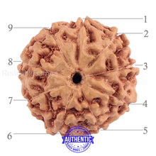 Load image into Gallery viewer, 9 Mukhi Rudraksha from Indonesia - Bead No. 183 (Gold Plated Bracket)