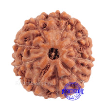 Load image into Gallery viewer, 9 Mukhi Rudraksha from Indonesia - Bead No. 184 (Gold Plated Bracket)
