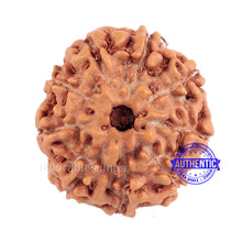 Load image into Gallery viewer, 9 Mukhi Rudraksha from Indonesia - Bead No. 186 (Gold Plated Bracket)