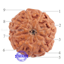 Load image into Gallery viewer, 9 Mukhi Rudraksha from Indonesia - Bead No. 188 (Gold Plated Bracket)
