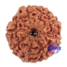 Load image into Gallery viewer, 9 Mukhi Rudraksha from Indonesia - Bead No. 189 (Gold Plated Bracket)