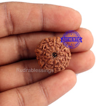 Load image into Gallery viewer, 9 Mukhi Rudraksha from Indonesia - Bead No. 189 (Gold Plated Bracket)