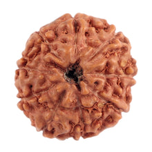 Load image into Gallery viewer, 9 Mukhi Rudraksha from Indonesia - Bead No. 190 (Gold Plated Bracket)