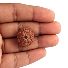 Load image into Gallery viewer, 9 Mukhi Rudraksha from Indonesia - Bead No. 190 (Gold Plated Bracket)