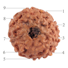 Load image into Gallery viewer, 9 Mukhi Rudraksha from Indonesia - Bead No. 190 (Gold Plated Bracket)