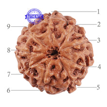 Load image into Gallery viewer, 9 Mukhi Rudraksha from Indonesia - Bead No. 32