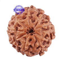 Load image into Gallery viewer, 9 Mukhi Rudraksha from Indonesia - Bead No. 32