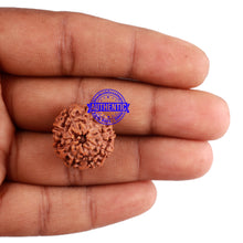 Load image into Gallery viewer, 9 Mukhi Rudraksha from Indonesia - Bead No. 35