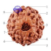 Load image into Gallery viewer, 9 Mukhi Rudraksha from Indonesia - Bead No. 35