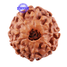 Load image into Gallery viewer, 9 Mukhi Rudraksha from Indonesia - Bead No. 35