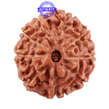 Load image into Gallery viewer, 9 Mukhi Rudraksha from Indonesia - Bead No. 39