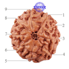 Load image into Gallery viewer, 9 Mukhi Rudraksha from Indonesia - Bead No. 39