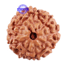 Load image into Gallery viewer, 9 Mukhi Rudraksha from Indonesia - Bead No. 40