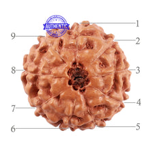 Load image into Gallery viewer, 9 Mukhi Rudraksha from Indonesia - Bead No. 40
