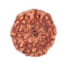 Load image into Gallery viewer, 9 Mukhi Rudraksha from Indonesia - Bead No. 43