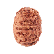 Load image into Gallery viewer, 9 Mukhi Rudraksha from Indonesia - Bead No. 43