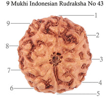 Load image into Gallery viewer, 9 Mukhi Rudraksha from Indonesia - Bead No. 43