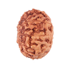 Load image into Gallery viewer, 9 Mukhi Rudraksha from Indonesia - Bead No. 43