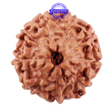 Load image into Gallery viewer, 9 Mukhi Rudraksha from Indonesia - Bead No. 44
