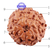 Load image into Gallery viewer, 9 Mukhi Rudraksha from Indonesia - Bead No. 44