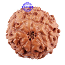 Load image into Gallery viewer, 9 Mukhi Rudraksha from Indonesia - Bead No. 44