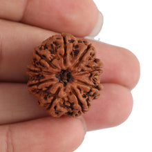 Load image into Gallery viewer, 9 Mukhi Nepalese Rudraksha - Bead No. 128