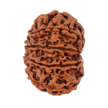 Load image into Gallery viewer, 9 Mukhi Nepalese Rudraksha - Bead No. 128