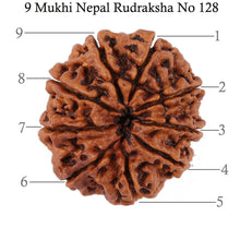 Load image into Gallery viewer, 9 Mukhi Nepalese Rudraksha - Bead No. 128