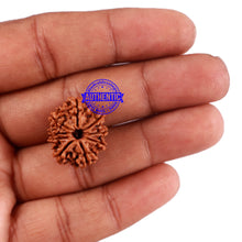 Load image into Gallery viewer, 9 Mukhi Nepalese Rudraksha - Bead No. 206