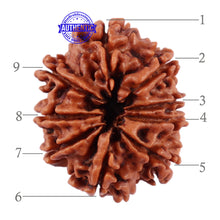 Load image into Gallery viewer, 9 Mukhi Nepalese Rudraksha - Bead No. 206