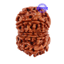Load image into Gallery viewer, 9 Mukhi Nepalese Rudraksha - Bead No. 206