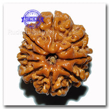 Load image into Gallery viewer, 9 Mukhi Nepalese Rudraksha - Bead No. 25