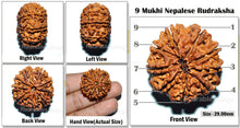 Load image into Gallery viewer, 9 Mukhi Nepalese Rudraksha - Bead No. 30
