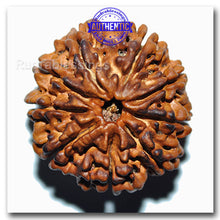 Load image into Gallery viewer, 9 Mukhi Nepalese Rudraksha - Bead No. 30