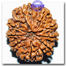 Load image into Gallery viewer, 9 Mukhi Nepalese Rudraksha - Bead No. 31