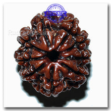 Load image into Gallery viewer, 9 Mukhi Nepalese Rudraksha - Bead No. 33