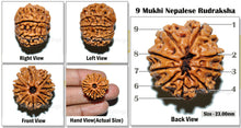 Load image into Gallery viewer, 9 Mukhi Nepalese Rudraksha - Bead No. 36
